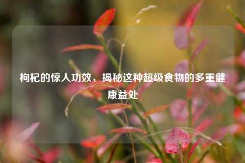 枸杞的惊人功效，揭秘这种超级食物的多重健康益处